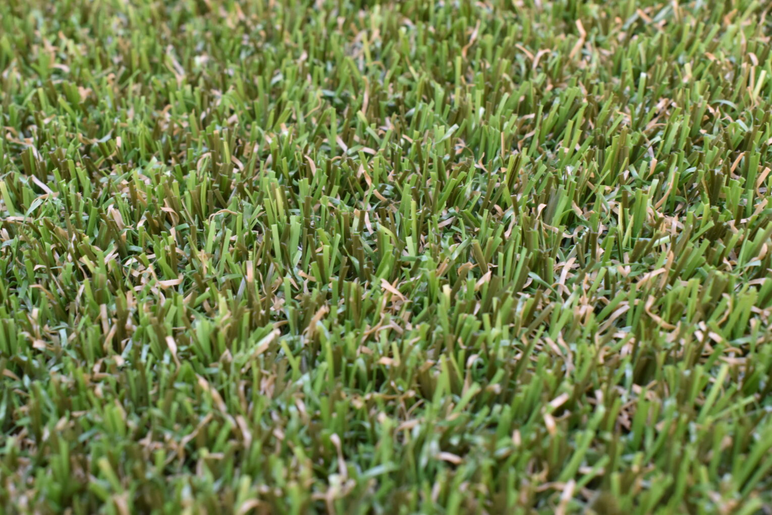 DSC_0584
